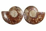 Cut & Polished, Agatized Ammonite Fossil - Madagascar #270257-2